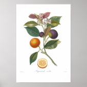 Poster Orange, Violette de Bigarrade (Devant)