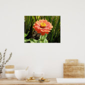 Poster Orange Zinnia (Cuisine)