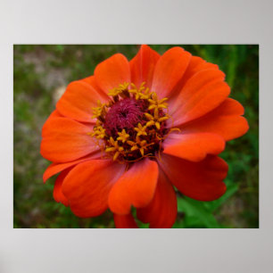 Poster Orange Zinnia Fleur sauvage Nature Florale