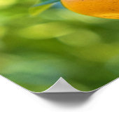 Poster Oranger fruitier (Coin)