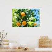 Poster Oranger fruitier (Cuisine)