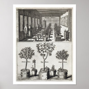 Poster Orangerie, de "De Nederlandze Hesperides" avant