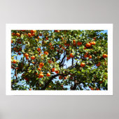Poster Oranges (Devant)