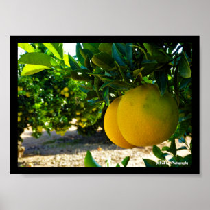 Poster Oranges dans la orangeraie de Valence