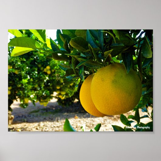 Poster Oranges dans la orangeraie de Valence (Devant)