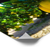 Poster Oranges dans la orangeraie de Valence (Coin)