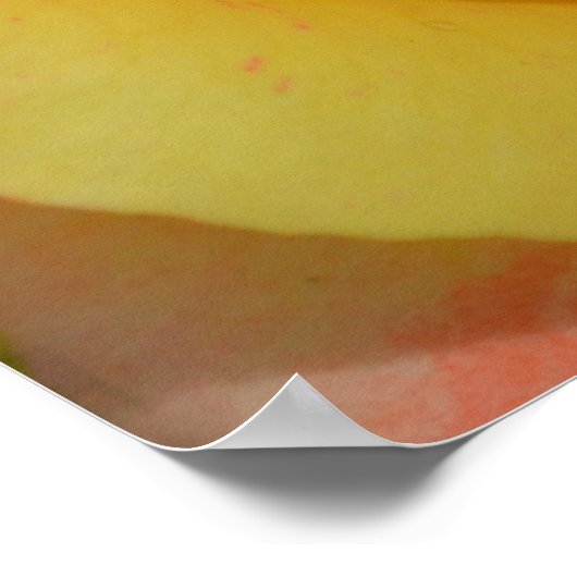 Poster Oranges "n" Citrons Rose gros plan (Coin)