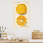 Poster Oranges vintages (Cuisine)