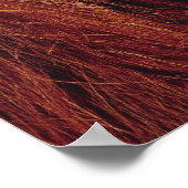 Poster Orangoutan (Coin)