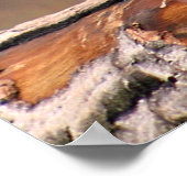 Poster Orangoutan riant (Coin)