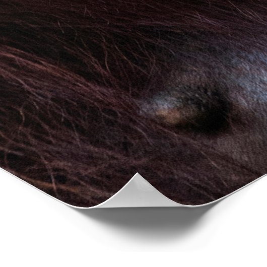 Poster Orangutan (Coin)