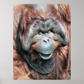 POSTER ORANGUTAN (Devant)