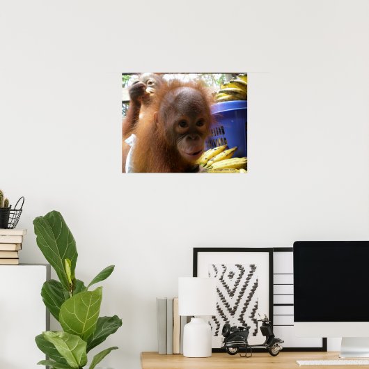 Poster Orangutan Baby (Bureau à domicile)