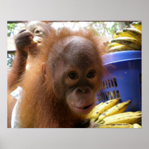 Poster Orangutan Baby