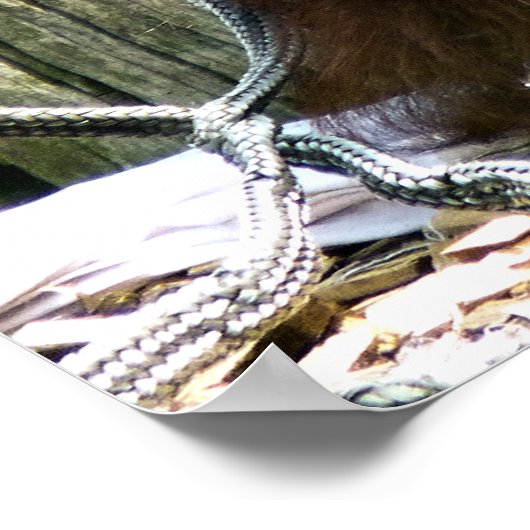 POSTER ORANGUTANS (Coin)