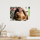 POSTER ORANGUTANS (Cuisine)