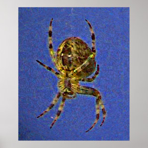 Poster Orb Spider