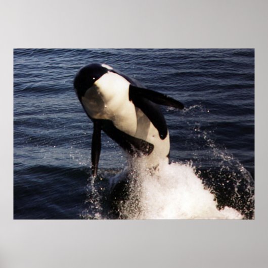 Poster Orca (Devant)