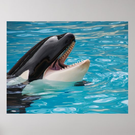Poster Orca, Baleine tueuse (Devant)