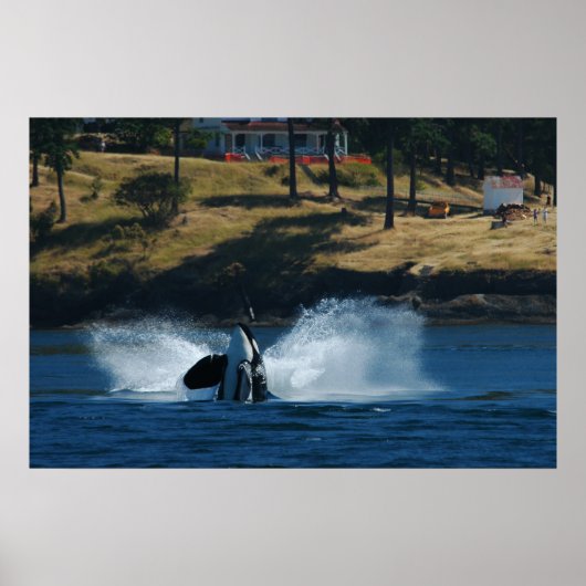 Poster Orca Dans les îles San Juan (Devant)