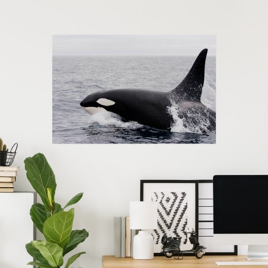 Poster Orca, épaulard, brèche (Bureau à domicile)