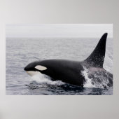 Poster Orca, épaulard, brèche (Devant)