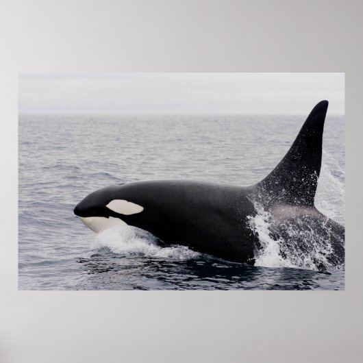 Poster Orca, épaulard, brèche (Devant)