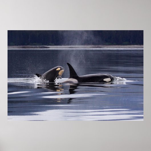 Poster Orca (homonymie) | Whales Breaching (Devant)