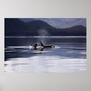 Poster Orca (homonymie)   Whales Breaching