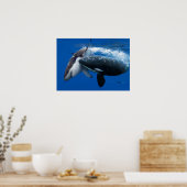 Poster Orca hunting great white shark (Cuisine)