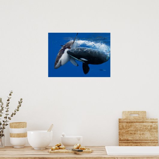 Poster Orca hunting great white shark (Cuisine)