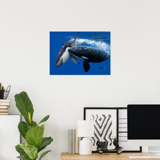 Poster Orca hunting great white shark (Bureau à domicile)