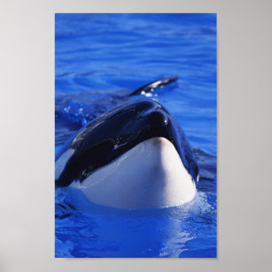 Poster Orca Killer Whale