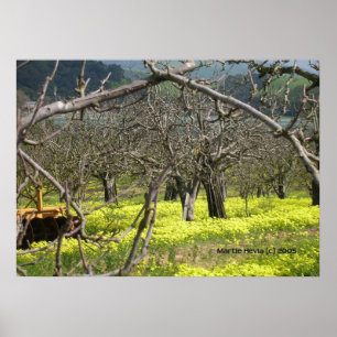 Poster Orchard de Watsonville