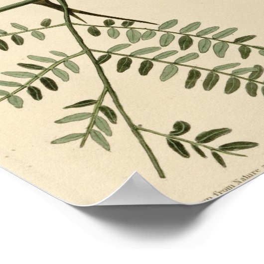 Poster Orchard Oriole (Coin)