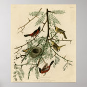 Poster Orchard Oriole (Devant)