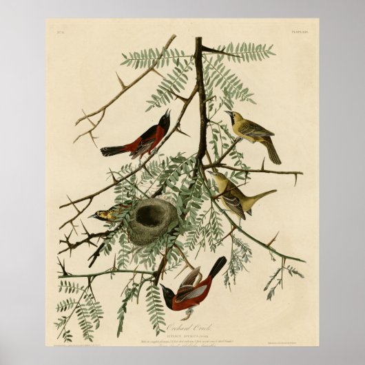 Poster Orchard Oriole (Devant)