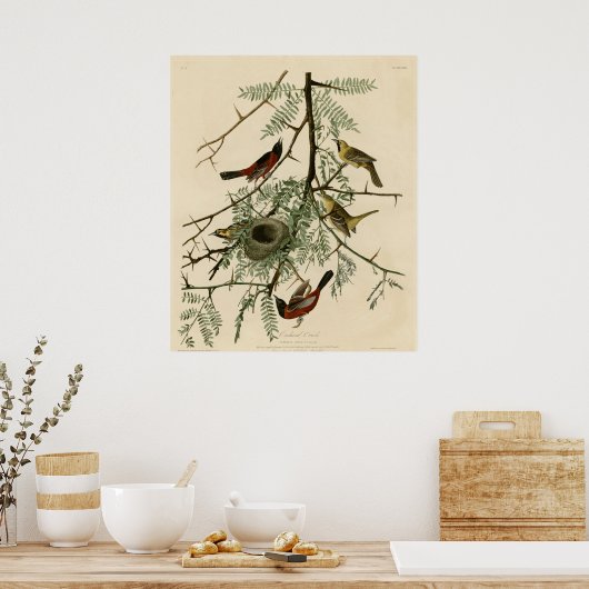 Poster Orchard Oriole (Cuisine)