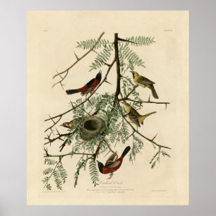 Poster Orchard Oriole des Oiseaux d'Amérique d'Audubon