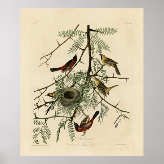Poster Orchard Oriole des Oiseaux d'Amérique d'Audubon (Devant)
