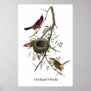 Poster Orchard Oriole - John James Audubon