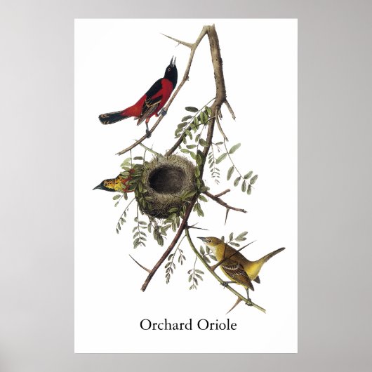Poster Orchard Oriole - John James Audubon (Devant)