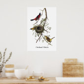 Poster Orchard Oriole - John James Audubon (Cuisine)