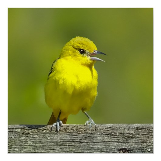 Poster Orchard Oriole - Photo originale (Devant)