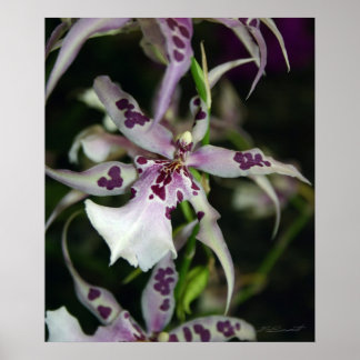 Poster Orchid Beallara Imprimé -20x24-autres tailles disp