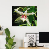 Poster Orchid Beallara 'Tahoma Glacier' (Bureau à domicile)