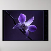 Poster Orchid bleu (Devant)