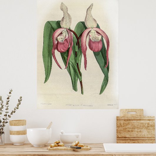 Poster Orchid de Cypripedium Schroderae (Cuisine)