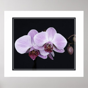 Poster-Orchid Flowers Poster