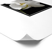 Poster-Orchid Flowers Poster (Hoek)